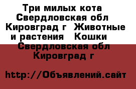 Три милых кота - Свердловская обл., Кировград г. Животные и растения » Кошки   . Свердловская обл.,Кировград г.